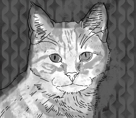 pub portrait & sketch - pet portrait of a cat
